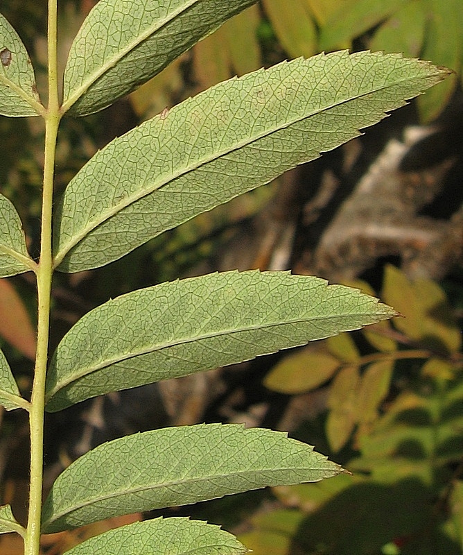 Image of Sorbus sibirica specimen.