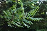 Rhus typhina
