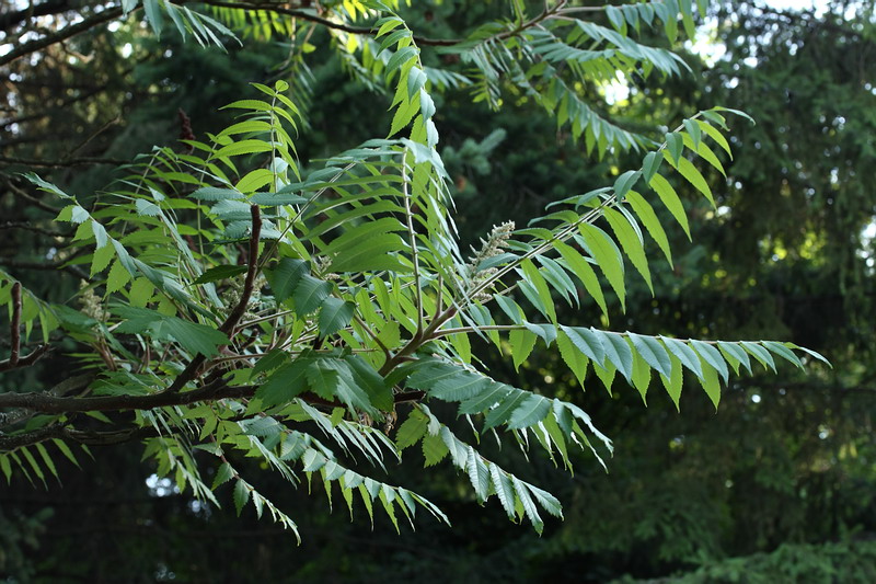 Image of Rhus typhina specimen.