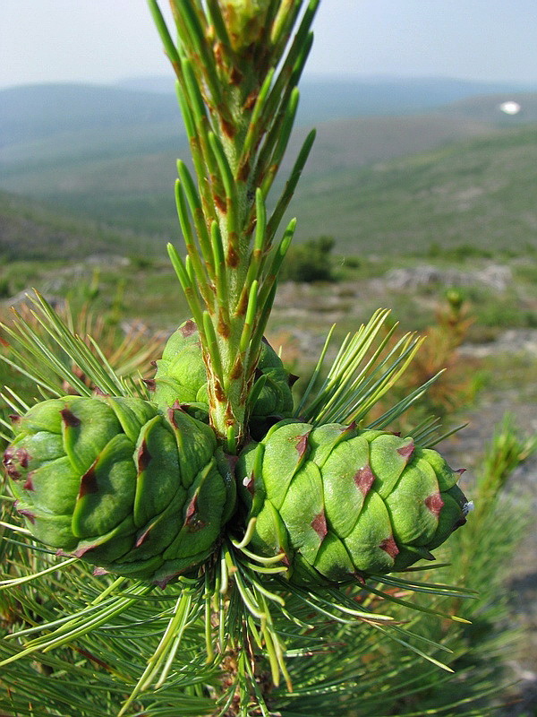 Изображение особи Pinus pumila.