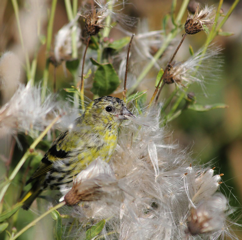 Image of Cirsium setosum specimen.