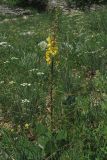 Verbascum spectabile