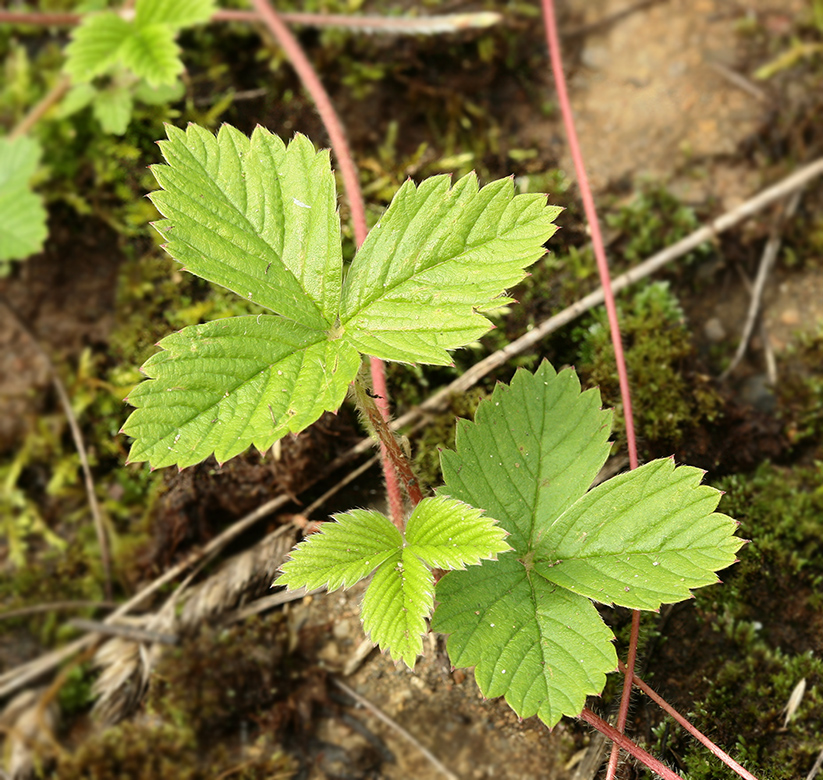 Image of Fragaria moschata specimen.
