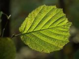 Corylus avellana