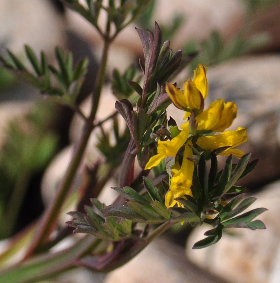 Image of Corydalis impatiens specimen.