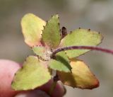 Image of taxon representative. Author is Галина Чуланова