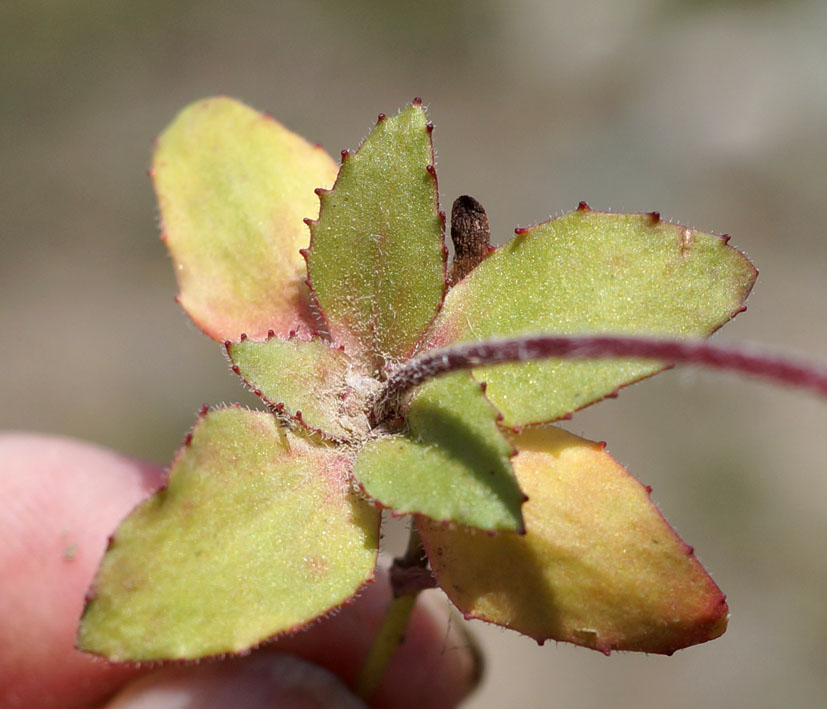 Image of Androsace maxima specimen.