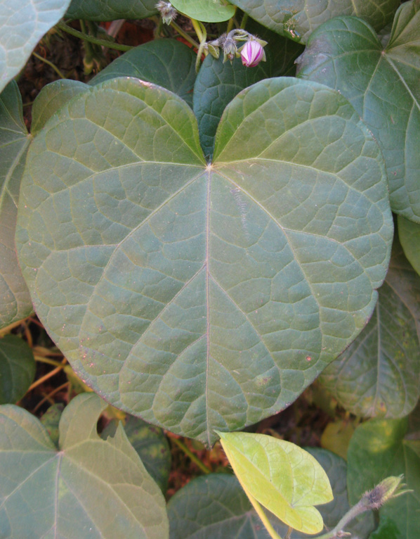 Image of Ipomoea purpurea specimen.