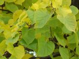 Tilia cordata. Листья и соплодия. Окр. Иркутска, близ устья р. Иркут. 17.09.2014.