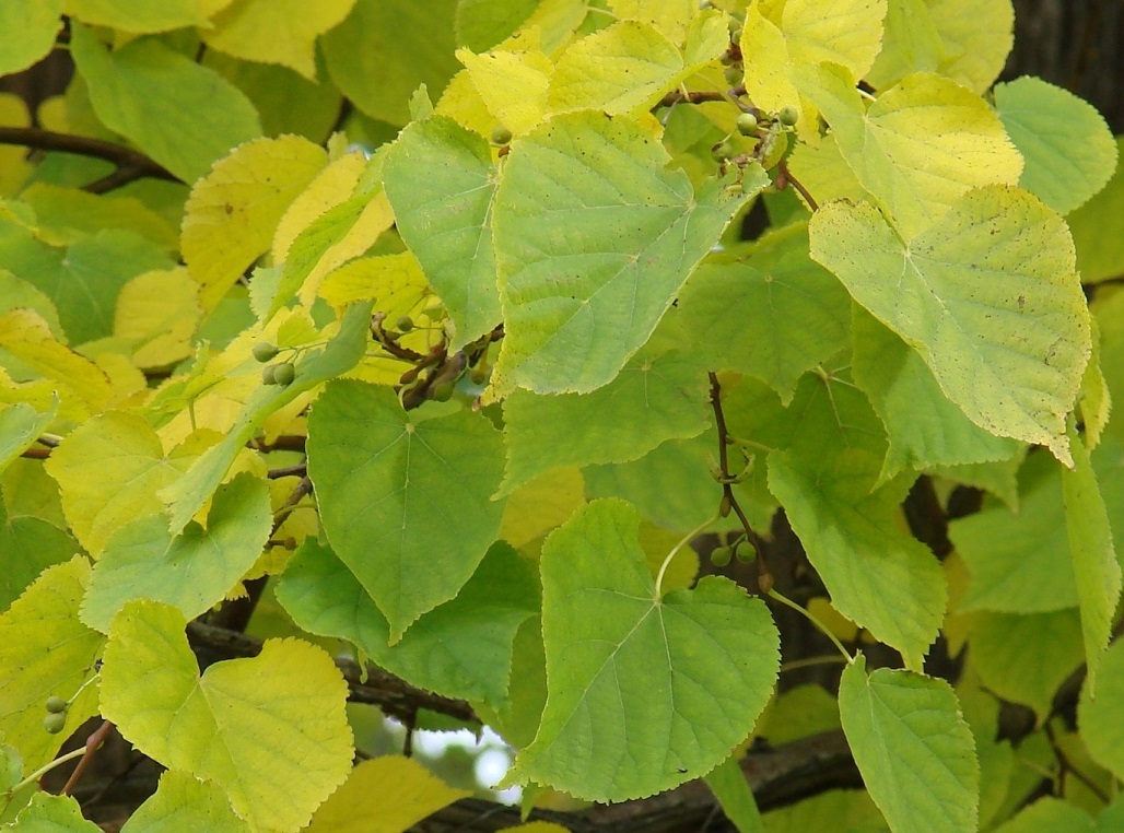 Изображение особи Tilia cordata.