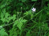 Geranium robertianum