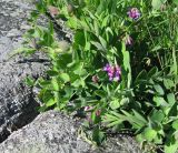 Lathyrus подвид pubescens
