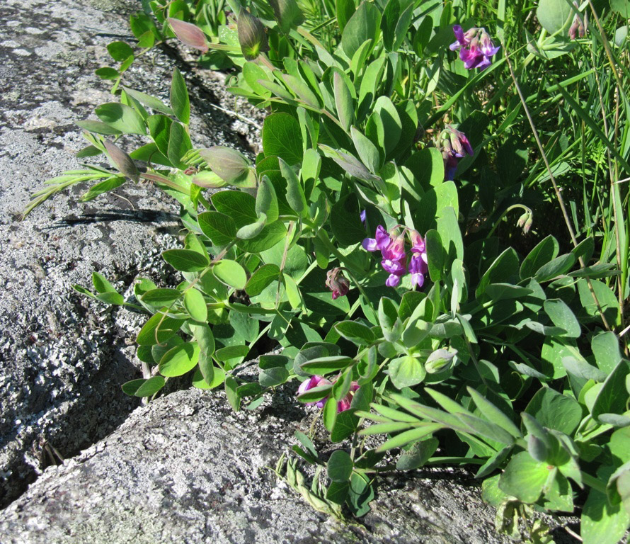 Изображение особи Lathyrus japonicus ssp. pubescens.