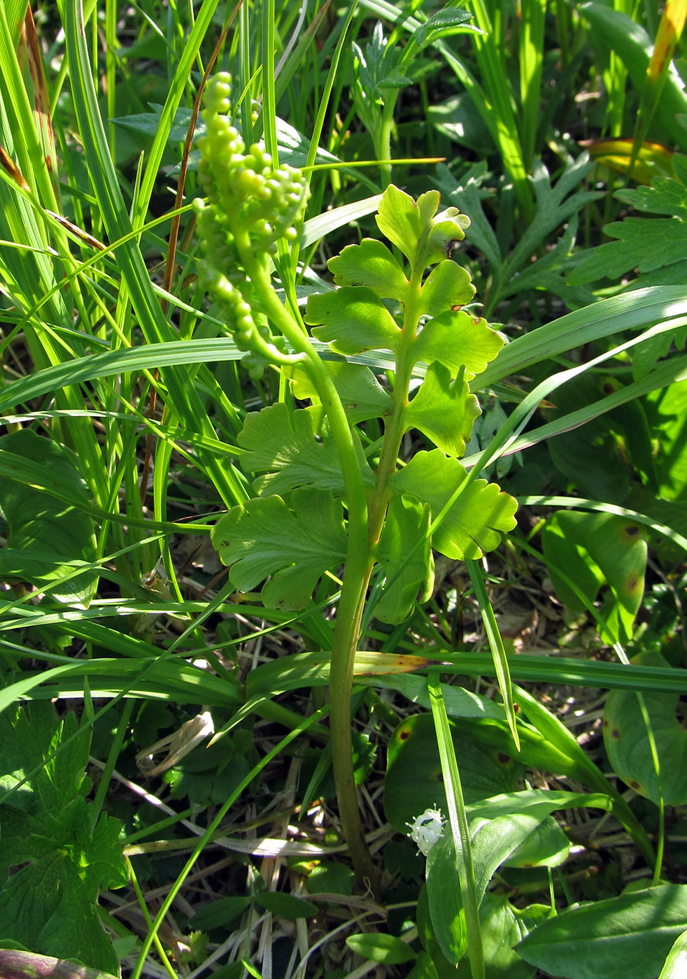 Изображение особи Botrychium boreale.