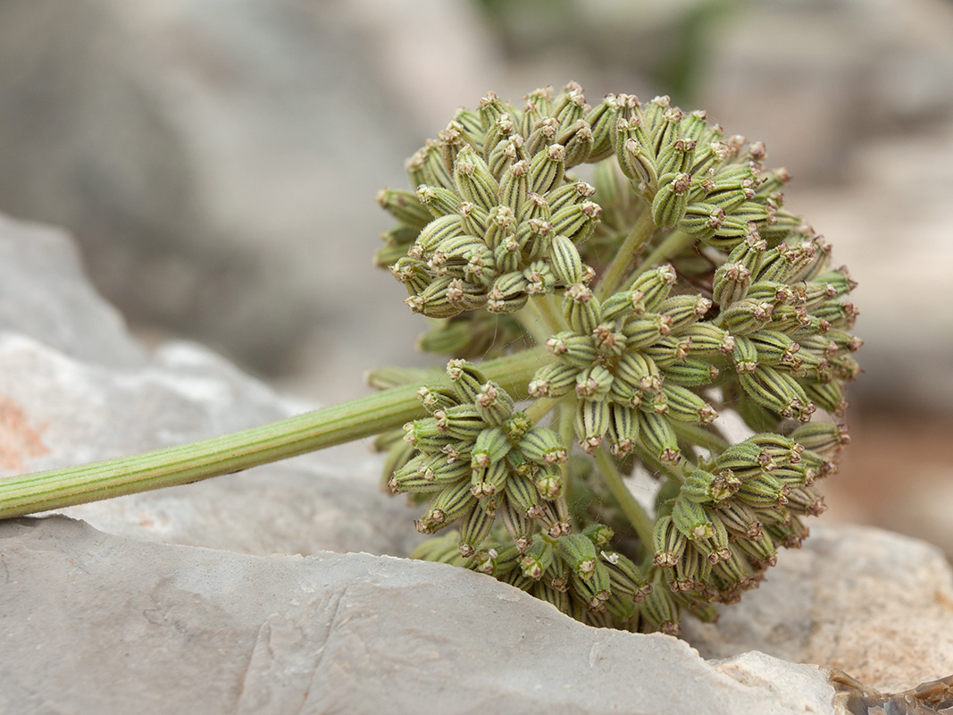 Image of Seseli globiferum specimen.