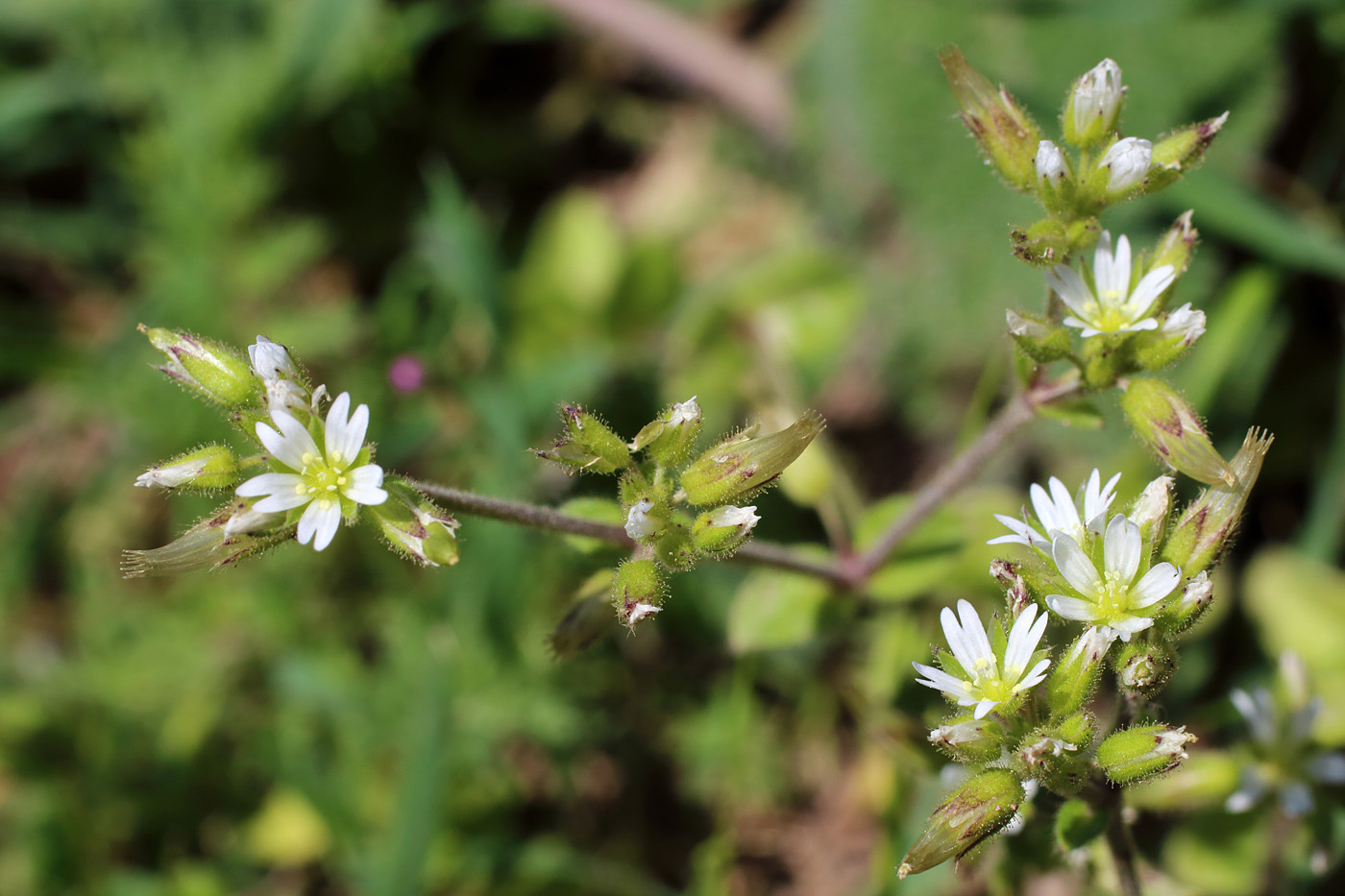 Image of Cerastium glomeratum specimen.