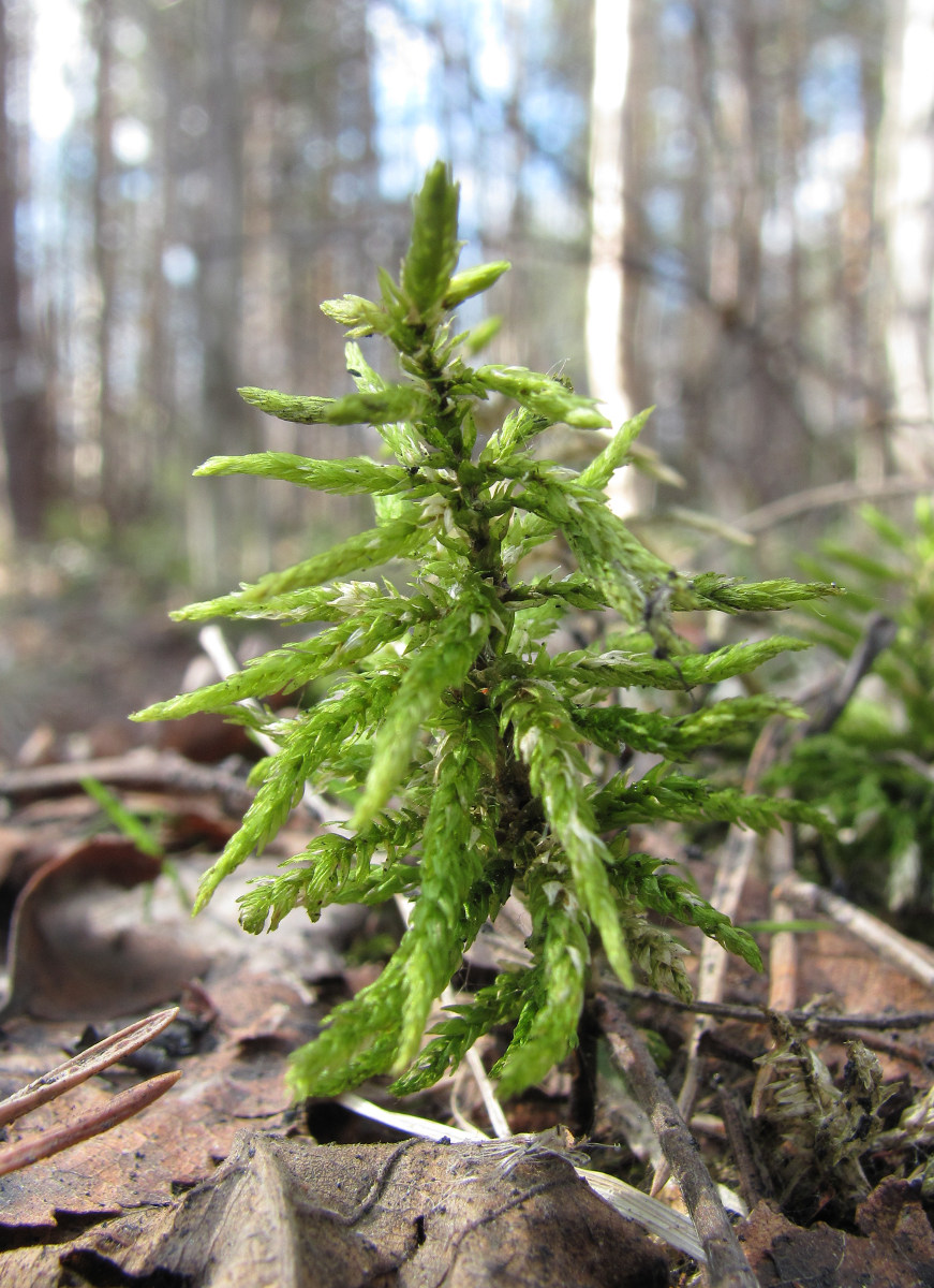 Изображение особи Climacium dendroides.