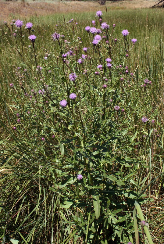 Изображение особи Cirsium setosum.