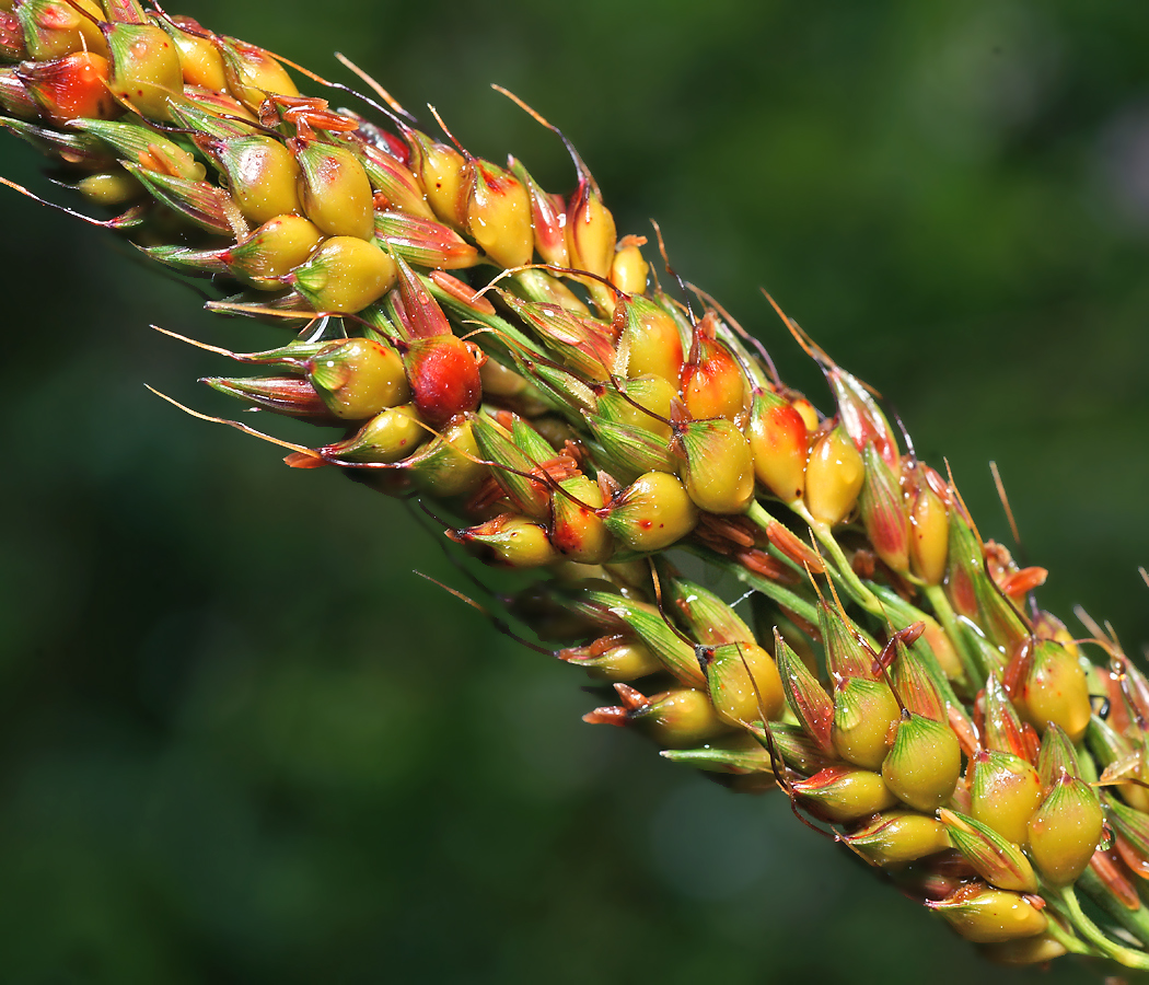 Image of Sorghum bicolor specimen.