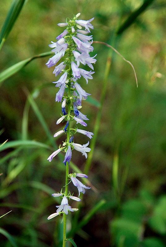 Image of Campanula bononiensis specimen.