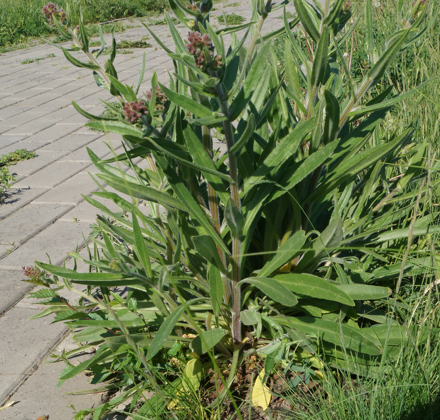 Изображение особи Anchusa officinalis.