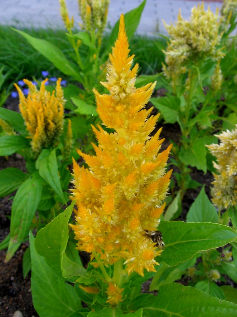 Image of Celosia argentea specimen.