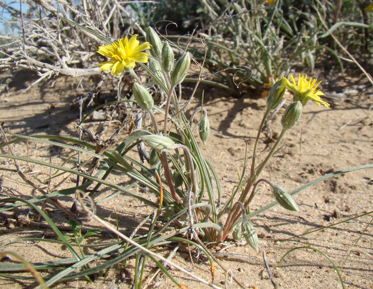 Image of Scorzonera sericeolanata specimen.