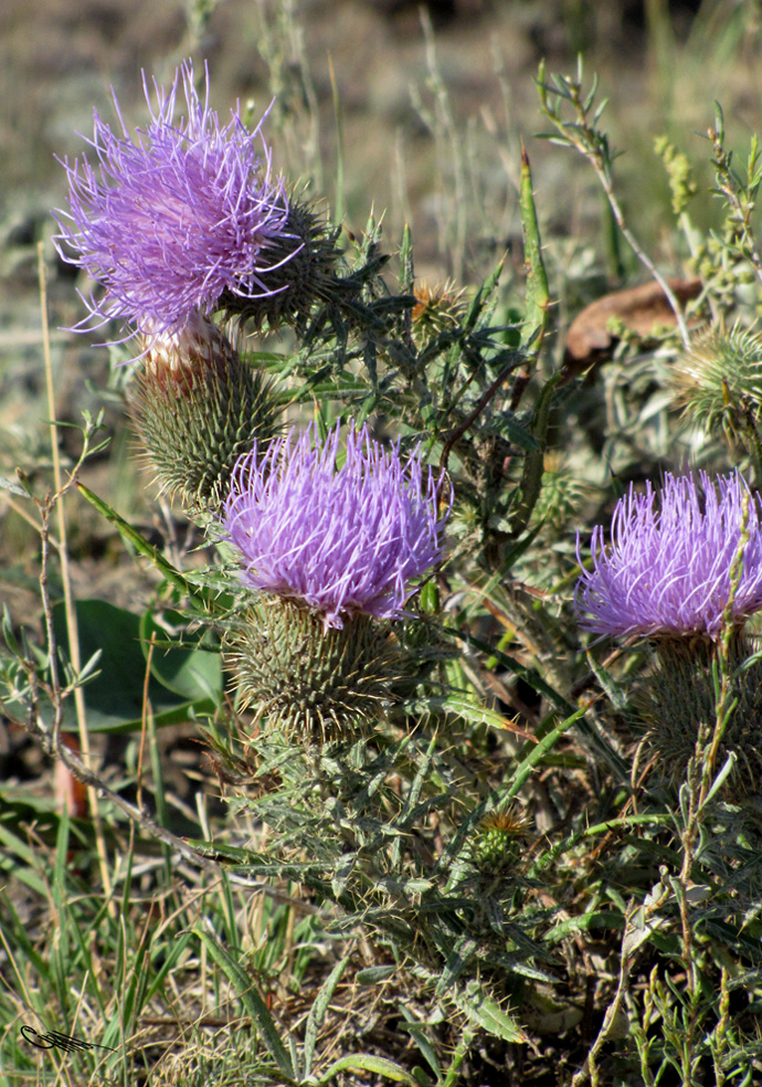 Image of Ancathia igniaria specimen.