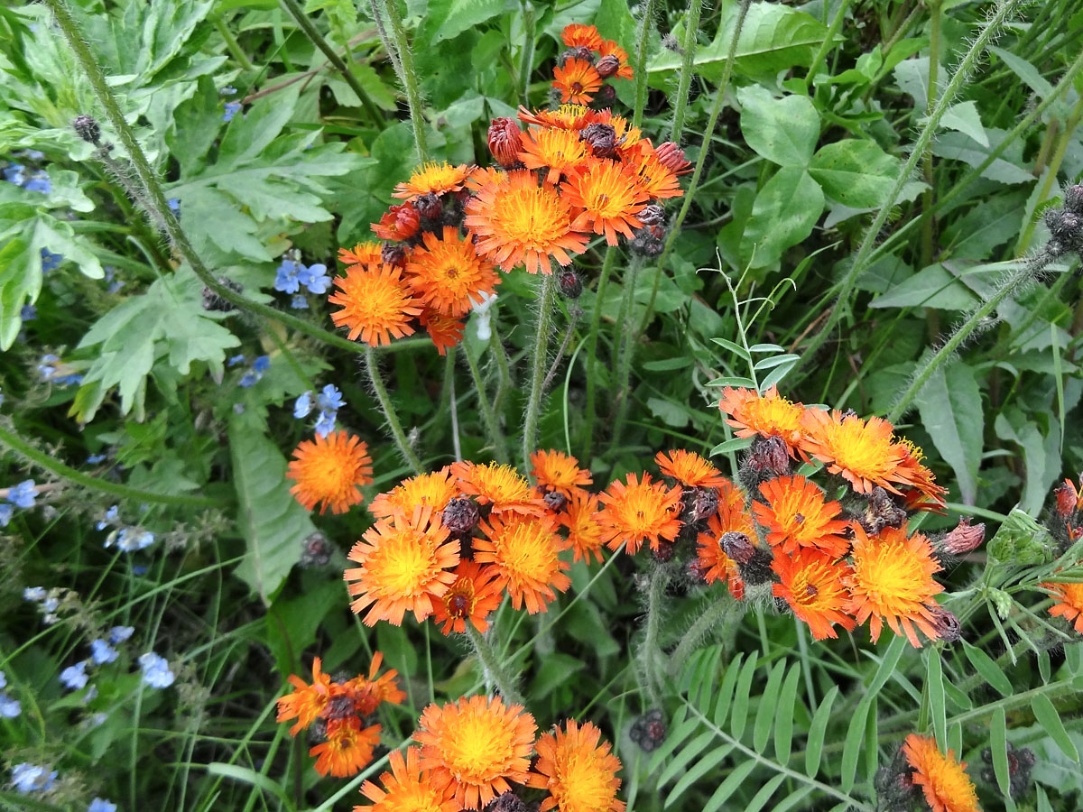 Image of Pilosella aurantiaca specimen.