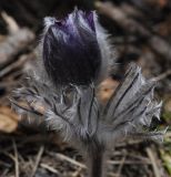 Pulsatilla halleri ssp. rhodopaea