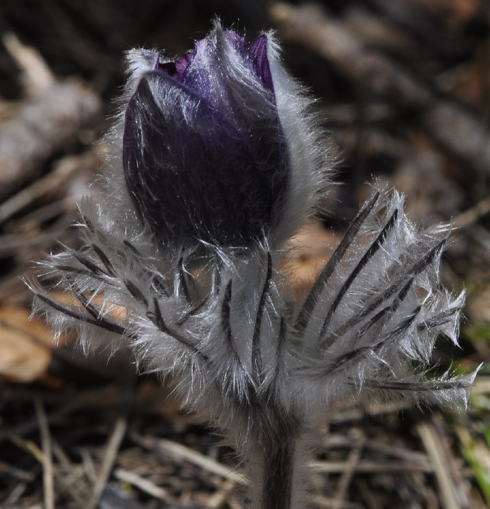 Изображение особи Pulsatilla halleri ssp. rhodopaea.