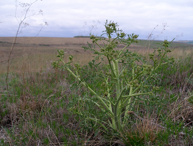 Image of Crambe tataria specimen.