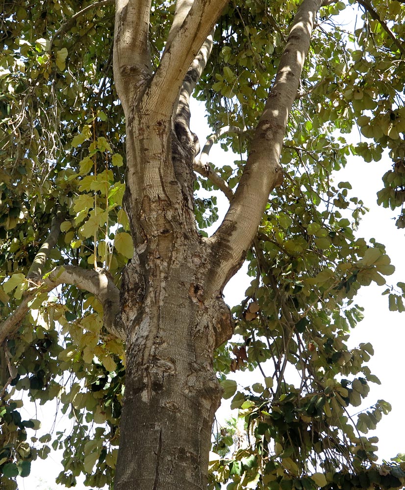 Image of Pterospermum acerifolium specimen.