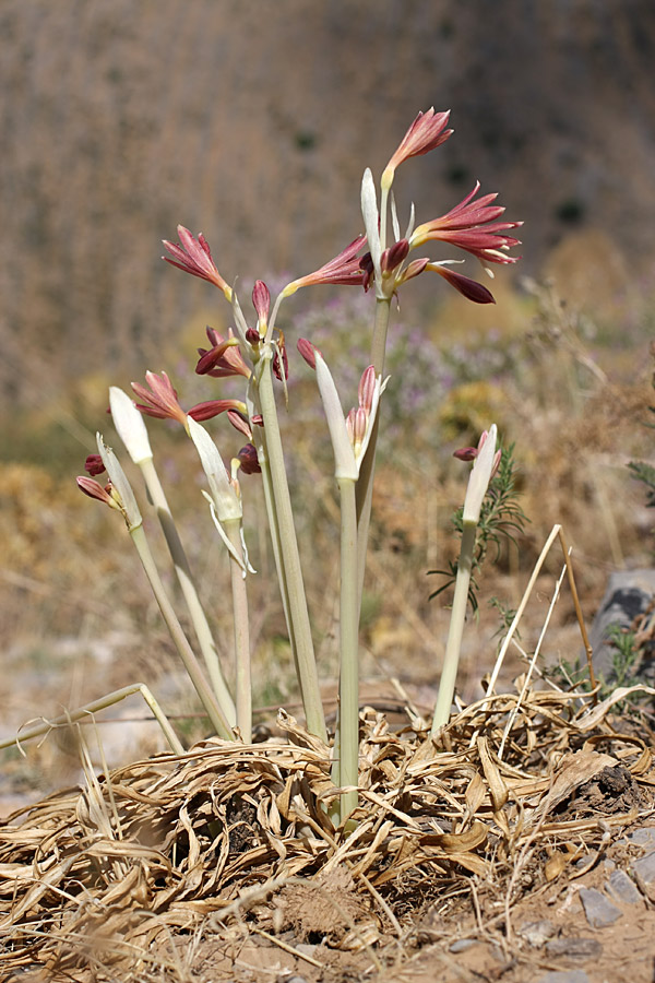 Image of Ungernia sewerzowii specimen.