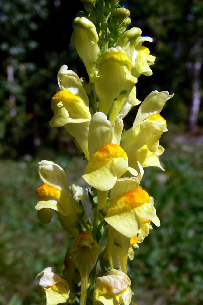 Image of Linaria vulgaris specimen.