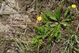 Potentilla anserina