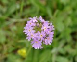 Primula algida