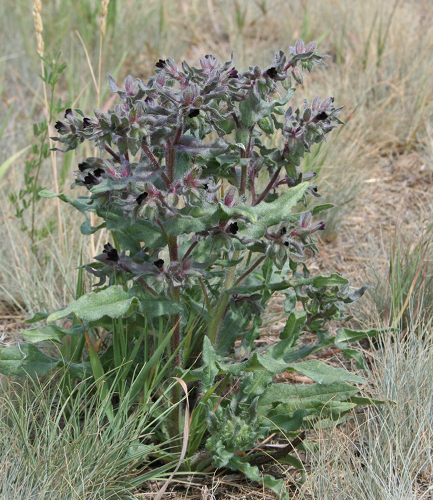 Image of Nonea pulla specimen.