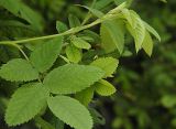 Rosa acicularis. Побег (var. carelica). Санкт-Петербург. 30.06.2008.