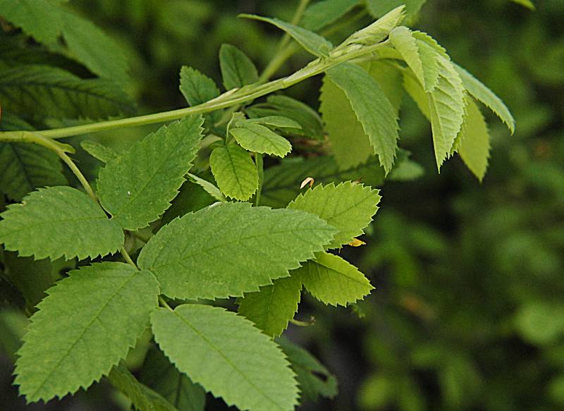 Image of Rosa acicularis specimen.