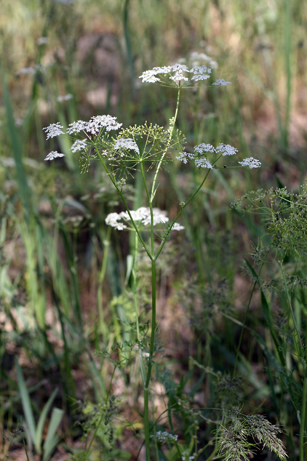 Изображение особи Oedibasis chaerophylloides.