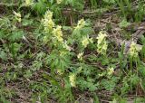 Corydalis bracteata. Цветущие растения. Восточный Казахстан, Глубоковский р-н, окр. с. Тарханка, склон сопки. 02.05.2013.