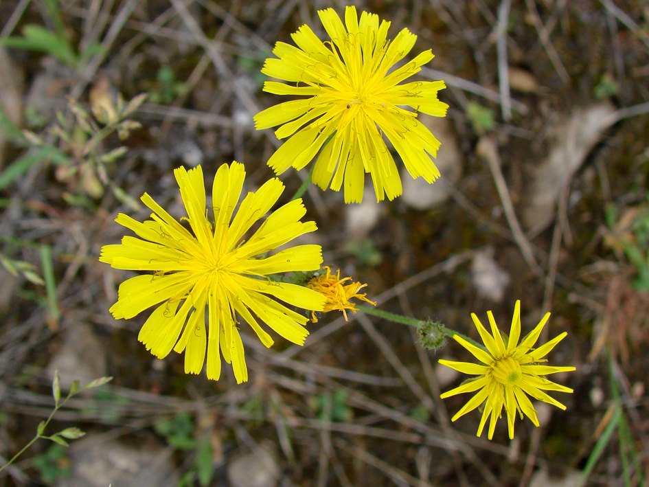 Изображение особи род Hieracium.