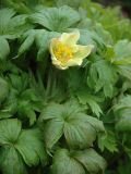 genus Pulsatilla