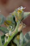Morettia parviflora