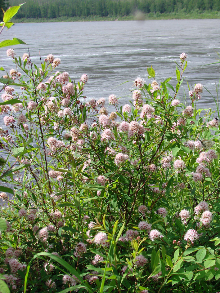 Изображение особи Spiraea humilis.