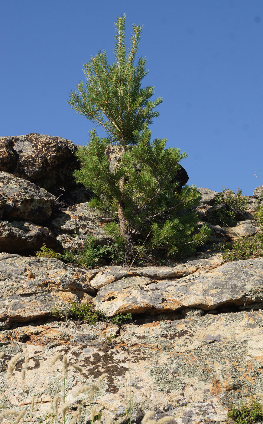 Изображение особи Pinus sylvestris.