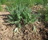 Astragalus xipholobus