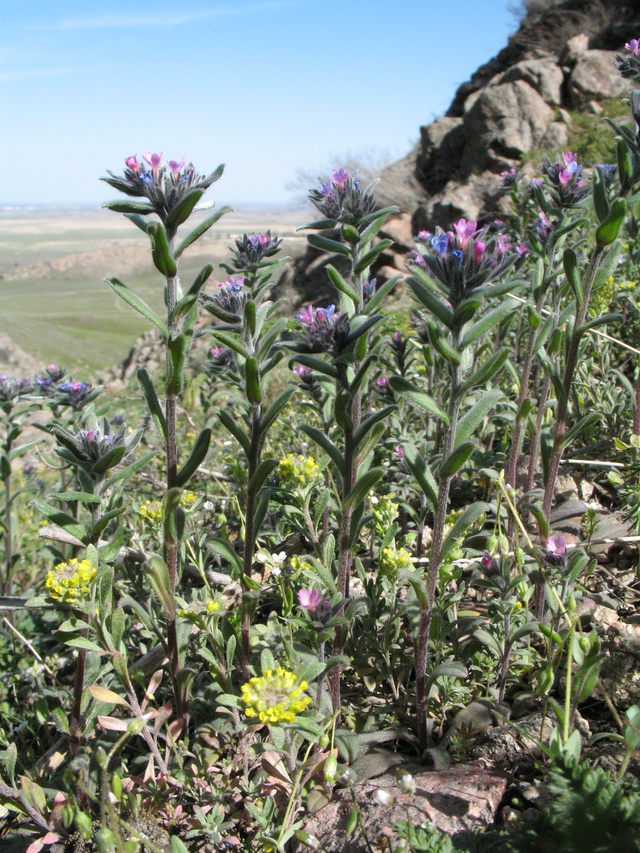 Изображение особи Buglossoides arvensis.