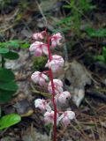 Pyrola incarnata